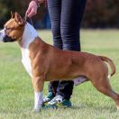 Cans Juansa Triton-Fire