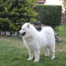 CALISI OF MANO SIBERIAN