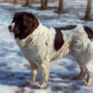 Germana z Hodowli pod Lipami