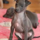 Amadea de Mell Agris