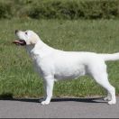 PANDA BAND GABRIELLA 