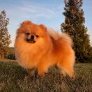 MAJESTAS VESTRA ULTIM