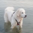 Butterfly Abigeil z Karczewskich Szuwarów 