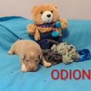 ODION Shaggy Fluff FCI