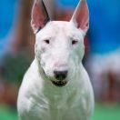 TERRANO EWIMARK RAKOWNIA