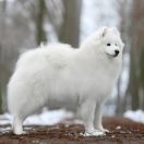 Łacia Tybetańska Twierdza