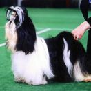 ELFA BABOCHKA FUR RAGSOL