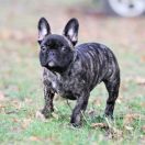 Sonia Francuskie Słoneczka