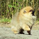 NAPOLEON Hominem Quero