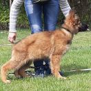 Ismena von Skorpionenblut 