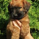 Claire Furries Family 