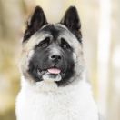 Redtone (FCI) GINEWRA