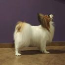 AMBRE RONTAY FAVORI DE LA REINE