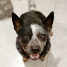 AARICIA Zbójecka Saga