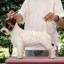 ETEREO BELLA Jurassic Jack FCI