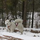 Ch. PL LADOGA Arktik Paradis 