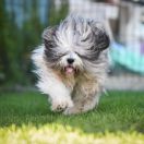 AMIRA z Hordy Gabriela