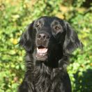 WILDEST GEORGETTE BURNT MUFFINS z Basisfory