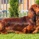 BOWMORE Long and Lovely 