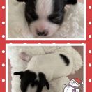 Valentino Tesori di Diamanti 