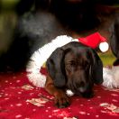 kasandra liebeskind fci