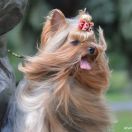 JCh. MR. TORRES IMPERIAL Indorado FCI