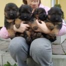 Aidar, Amir, Alan, Adeya