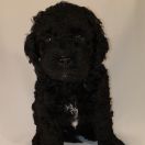 KORSYKA Pies de Perro (FCI)