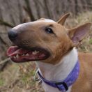 Wild Red Queen-M Wild Famy