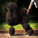 Amore Bello Oligarch