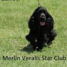 Veralis Star Club Merlin Magic