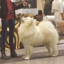 AFTERNOON KISS OF AYRA Midnight's Wolfs