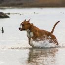 Асти Дог Хаус Юкон Такара.