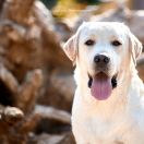 IRISLAV HOLD THE GOLD