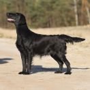 LET'S PARTY MISS SMARTY Optimus Canis