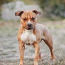 Amazing Grace Via Fortuna