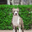 FIDEL FAUD JUSTINE FOR FUROR NON-STOP