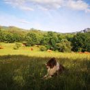 Zhistina Adrian Mare