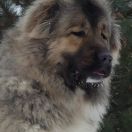 Zvezdniy Pes Samovolka