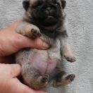 WRÓŻKA Czar Olbrzyma