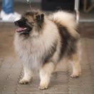 CH.PL. KOKTAIL Mag Force