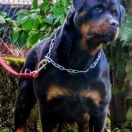 Malefica di casa Glaunic