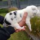Snowmen Jodłowy Border