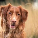 Stardust from Nebula SLV FCI