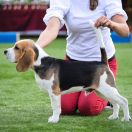 RUN FOREST RUN Królewska Zgraja