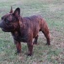 Little Pixie Face Jam