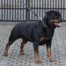 Udo von der Crossener Ranch