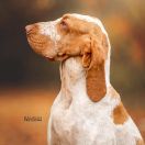 Mango Venator d’Ursus