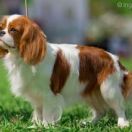 MICHELLE KIEV CELEBRITY 