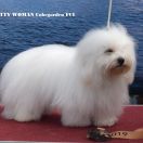 PRETTY WOMAN Cobegarden (FCI)